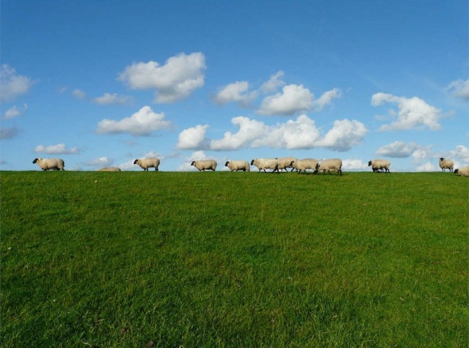SchoeneAussichtenTouristik-Schafe-sheep-57706_1280