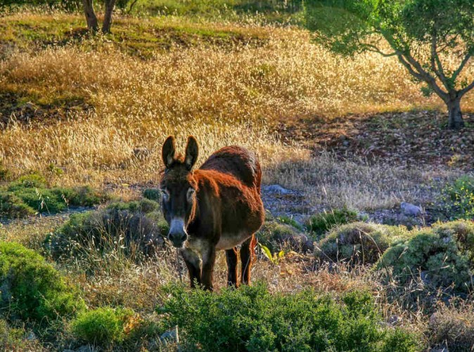 035_Griechenland-pixabay-nature-3258422_1280