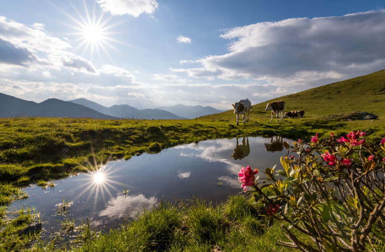 MEDRES_00000086834_Wiese-mit-Almrausch-in-den-Nockbergen_Oesterreich-Werbung_Michael-Stabentheiner