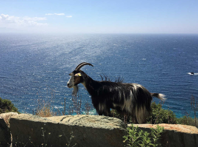 0074_goat-1442470_1920